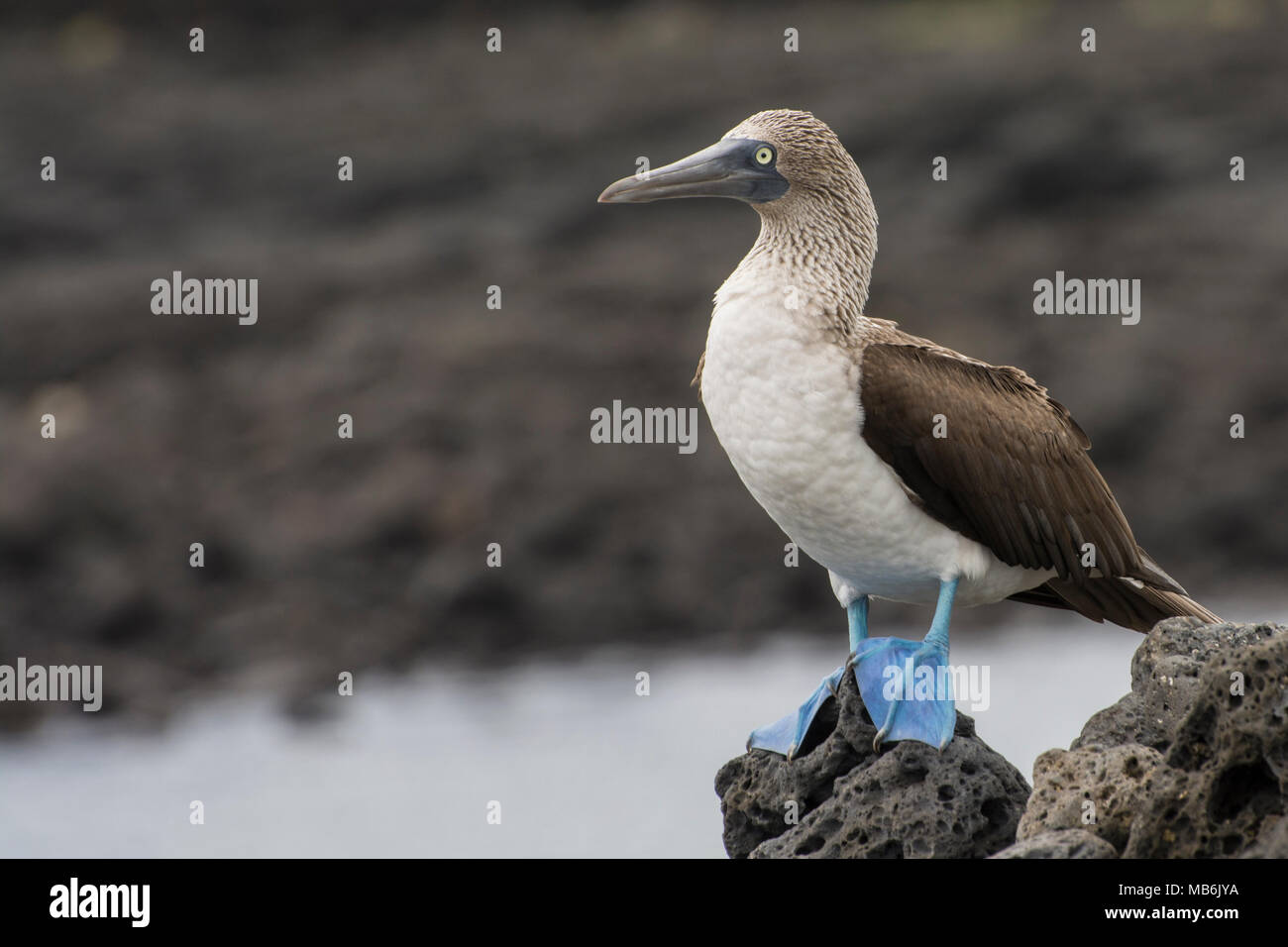 Un bleu pieds rouges des îles Galapagos, l'un des plus charismatiques et reconnaissable d'espèces d'oiseaux. Banque D'Images