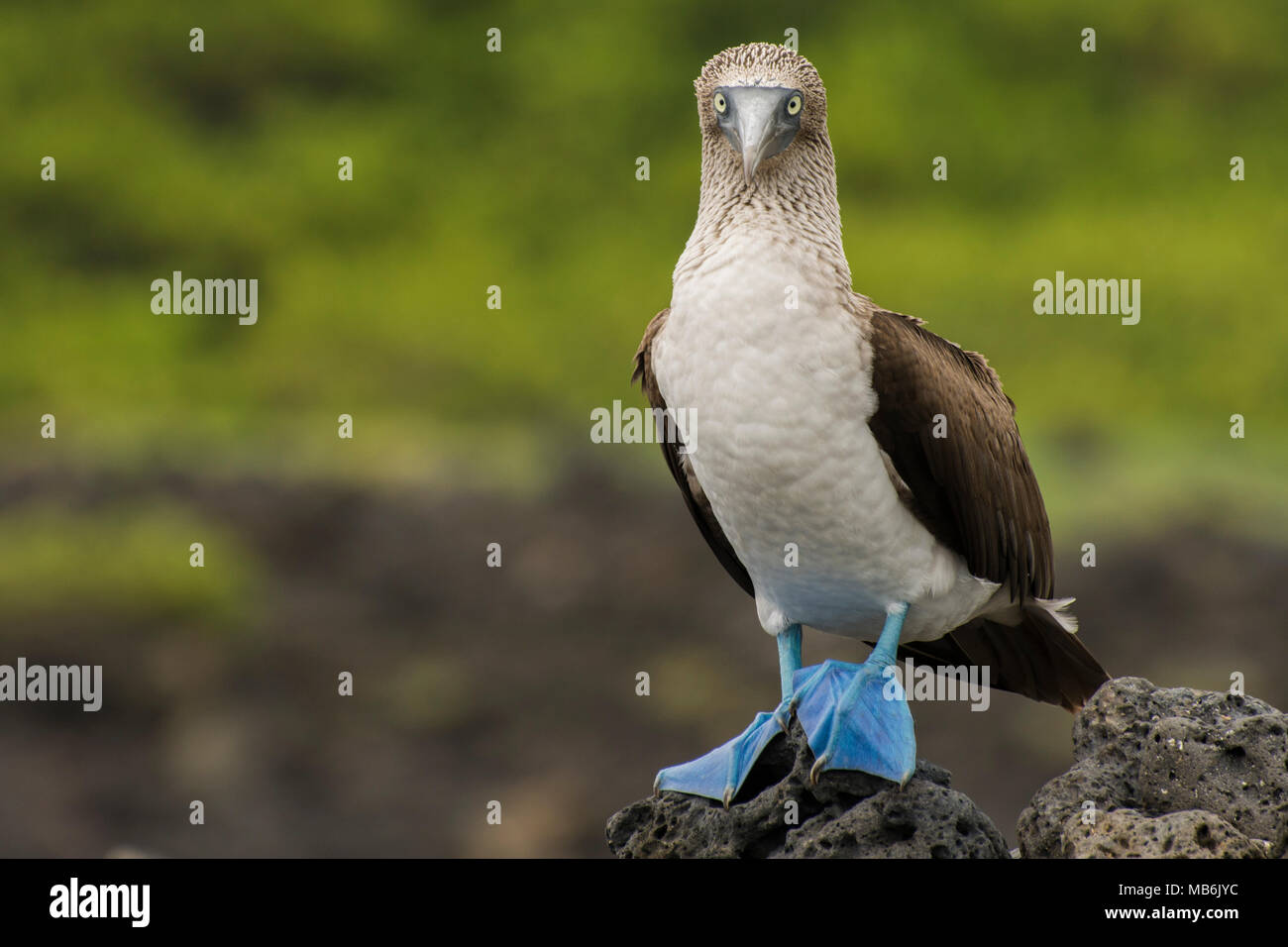 Un bleu pieds rouges des îles Galapagos, l'un des plus charismatiques et reconnaissable d'espèces d'oiseaux. Banque D'Images
