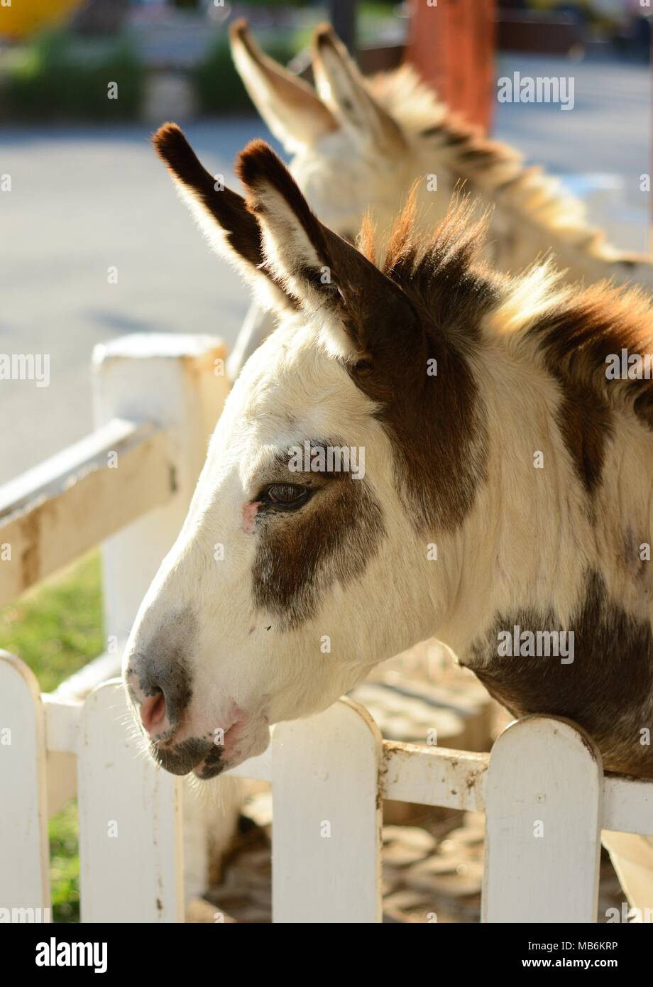 Belle jolies donkey en Thaïlande zoo pour enfants Banque D'Images