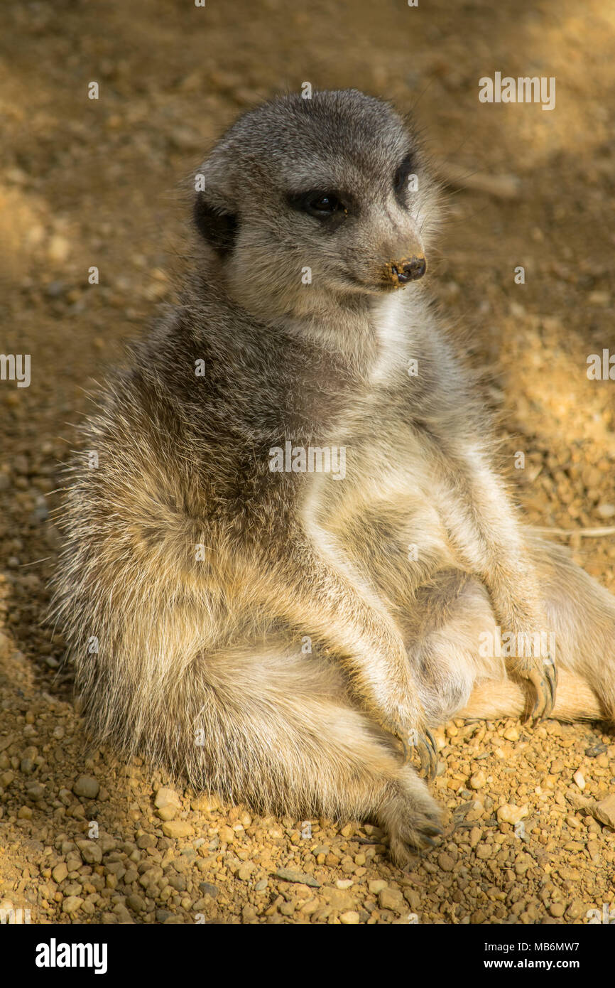 Une graisse Meerkat relaxant assis à l'ombre comme une personne Banque D'Images