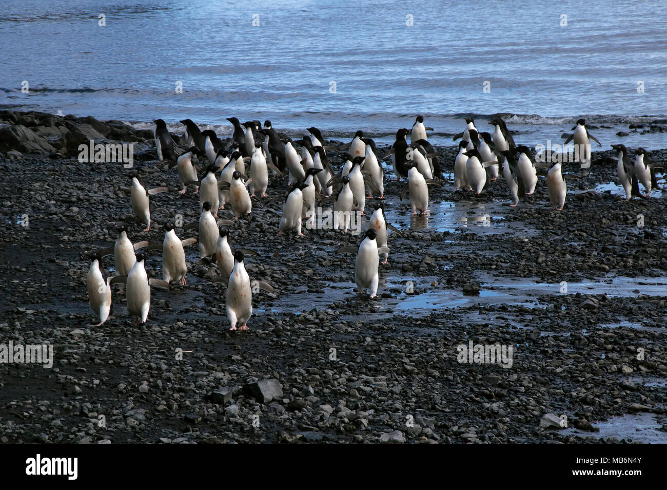 L'Antarctique l'Île du Diable, groupe d'Adelie penguin arrivant à beach Banque D'Images
