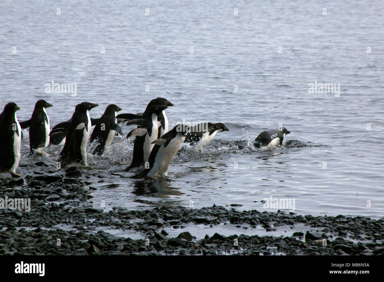 L'Antarctique l'Île du Diable, groupe de manchots adélies entrant dans l'eau Banque D'Images