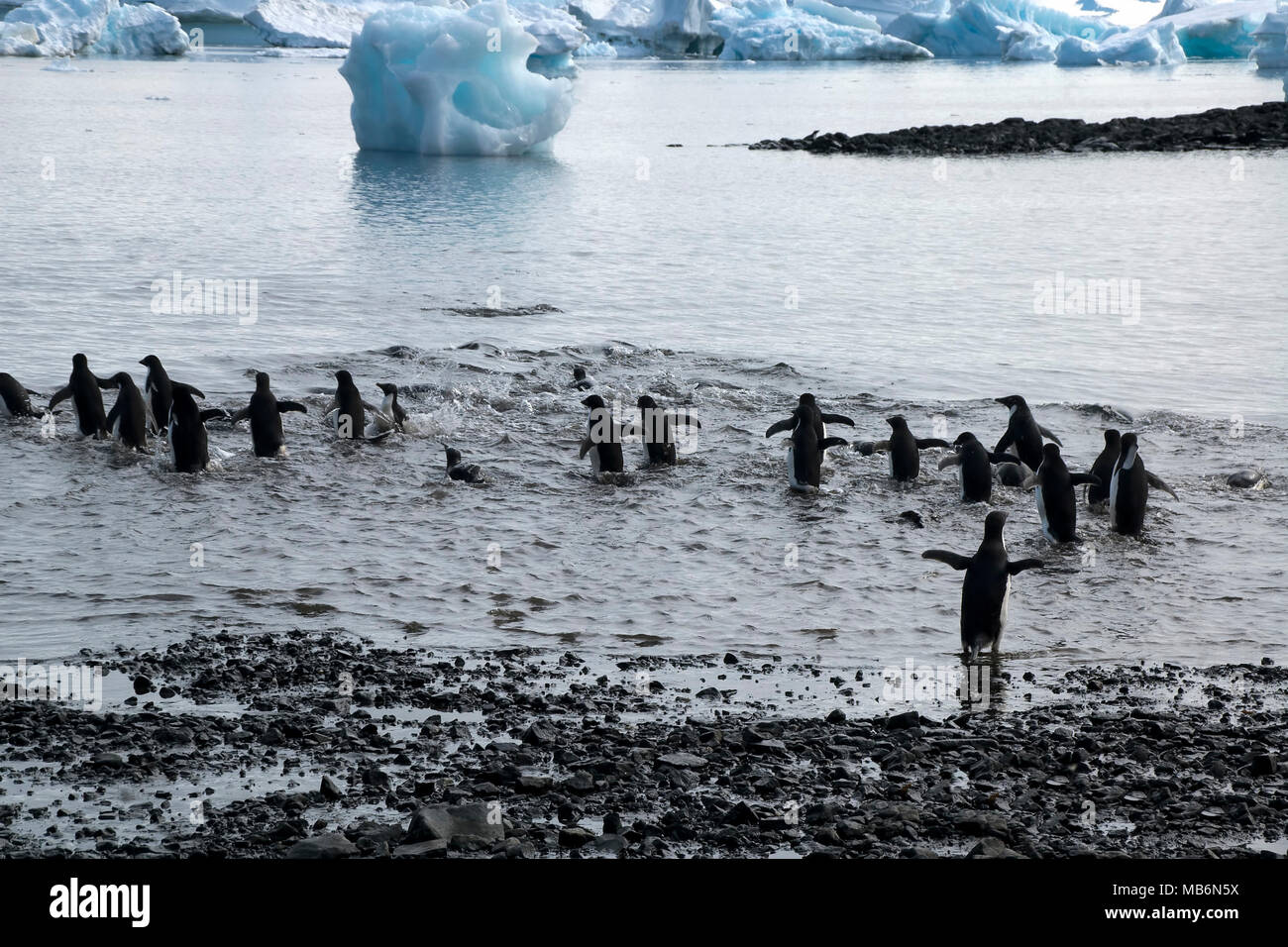 L'Antarctique l'Île du Diable, groupe de manchots adélies entrant dans l'eau à partir de la plage de galets Banque D'Images
