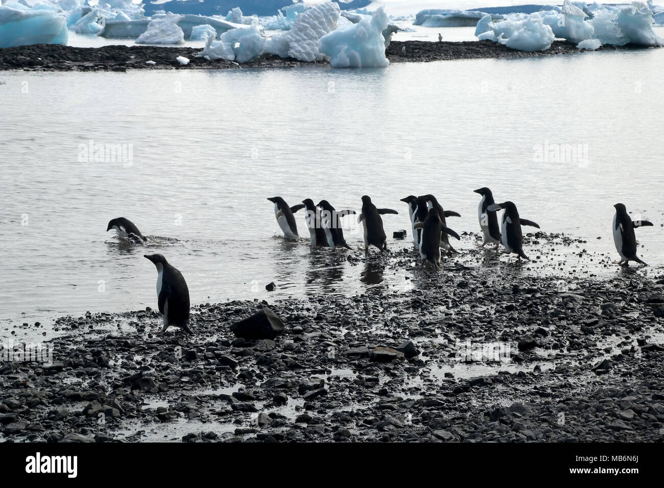 L'Antarctique l'Île du Diable, groupe d'Adelie penguin entrant dans l'eau avec bay rempli d'icebergs en arrière-plan Banque D'Images