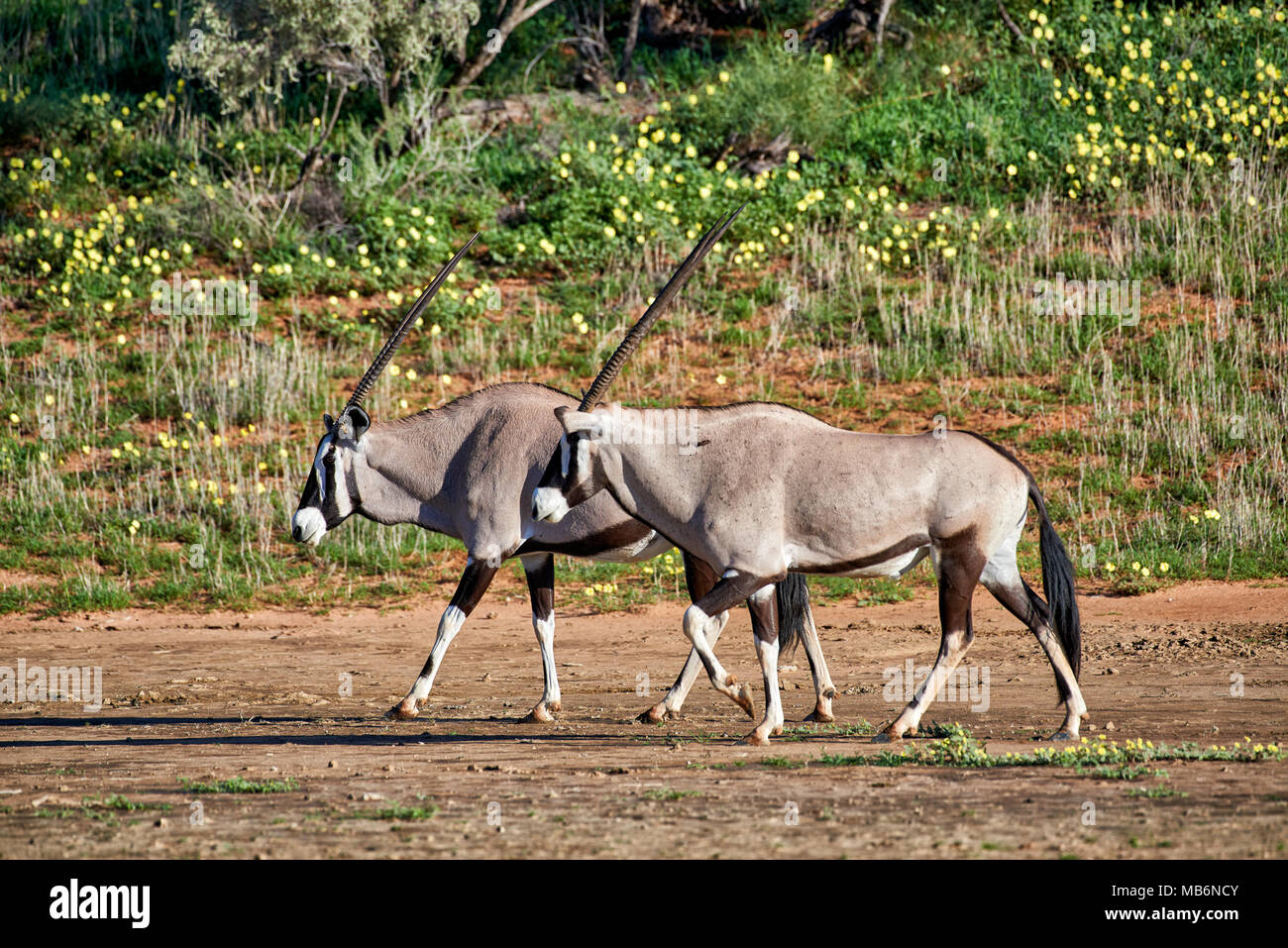 Troupeau d'Oryx ou gemsbok (Oryx gazella) dans Parc transfrontalier de Kgalagadi, Afrique du Sud, l'Afrique Banque D'Images