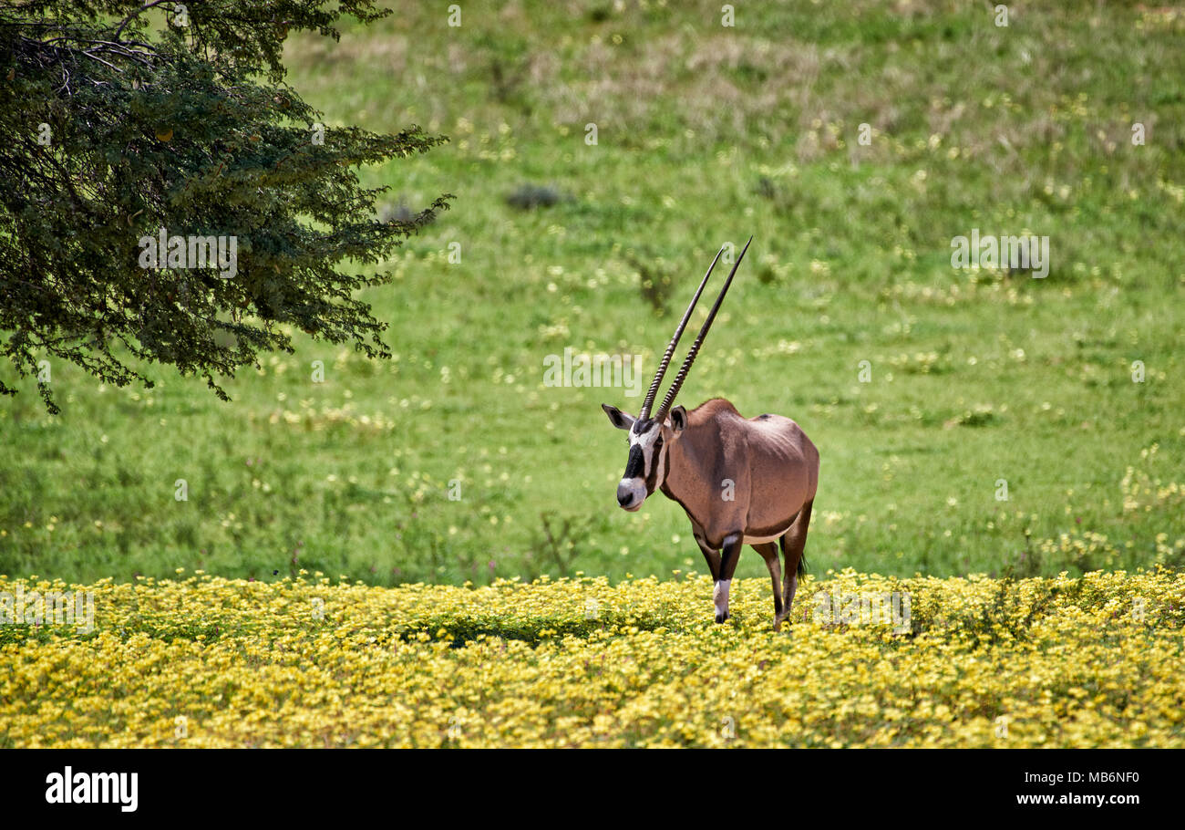 Ou Oryx gemsbok (Oryx gazella) dans Parc transfrontalier de Kgalagadi, Afrique du Sud, l'Afrique Banque D'Images