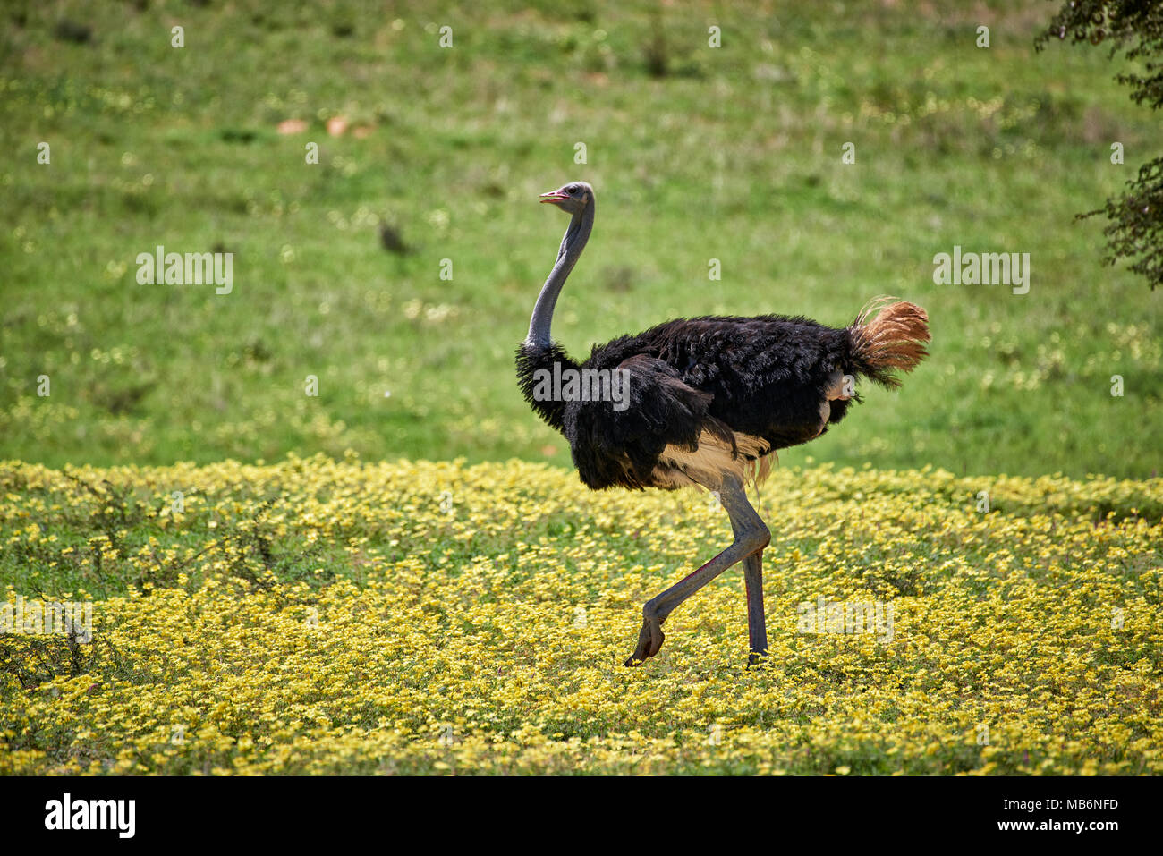 [Autruche Struthio camelus] entre les fleurs jaunes en Kgalagadi Transfrontier Park, Afrique du Sud, l'Afrique Banque D'Images