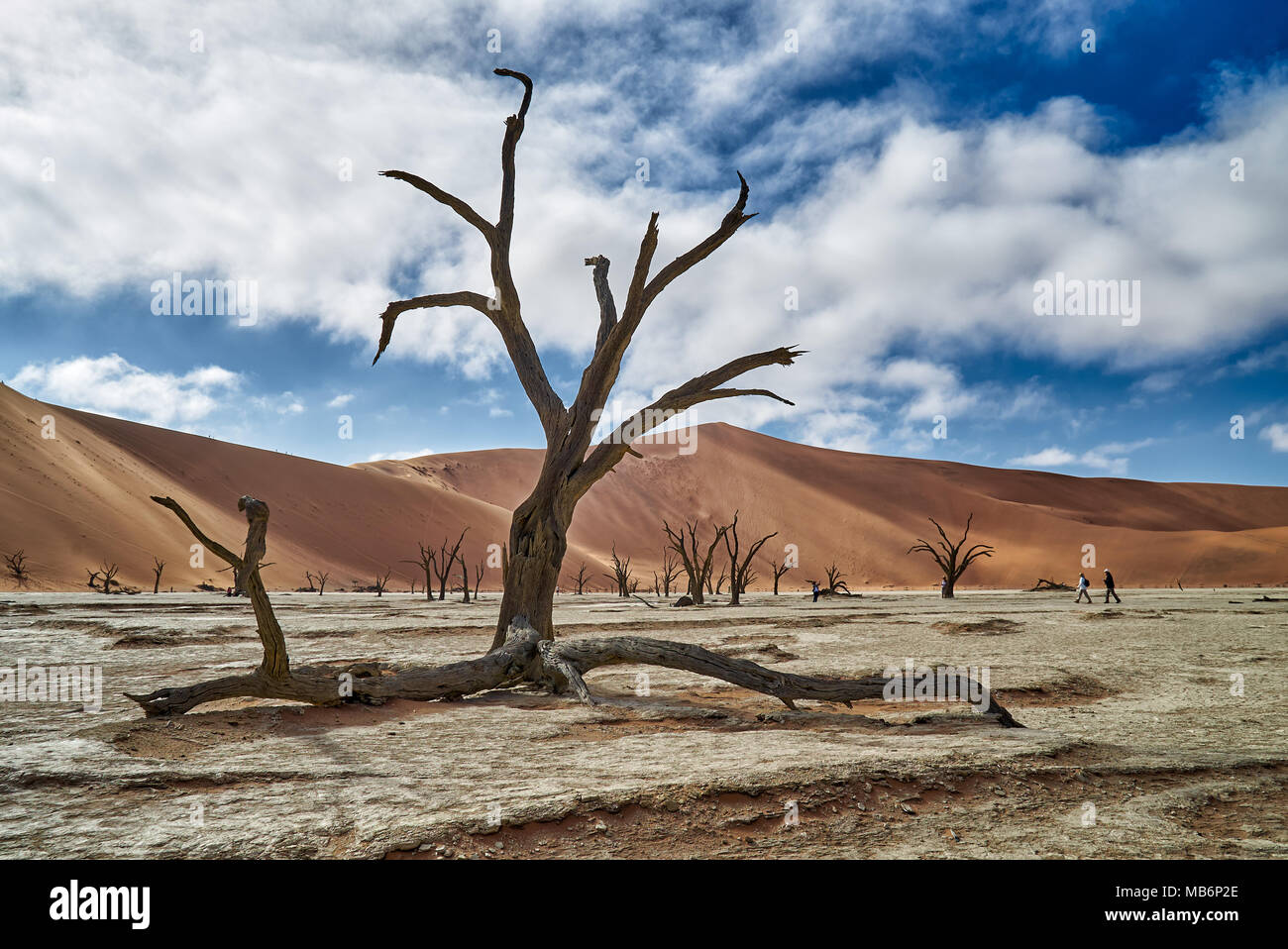 Célèbre Dead Vlei avec dead acacia arbres, paysage désertique du Namib à Sossusvlei, Namib-Naukluft National Park, Namibie, Afrique Banque D'Images