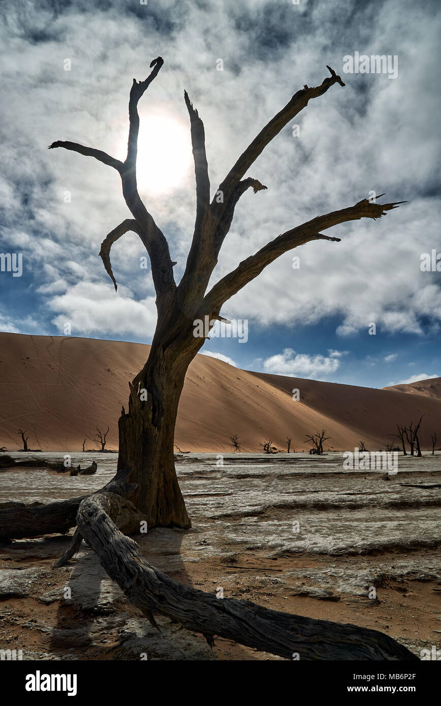 Célèbre Dead Vlei avec dead acacia arbres, paysage désertique du Namib à Sossusvlei, Namib-Naukluft National Park, Namibie, Afrique Banque D'Images