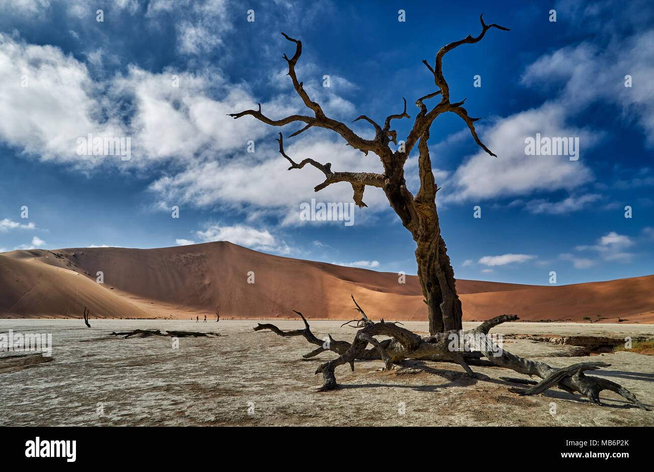 Célèbre Dead Vlei avec dead acacia arbres, paysage désertique du Namib à Sossusvlei, Namib-Naukluft National Park, Namibie, Afrique Banque D'Images