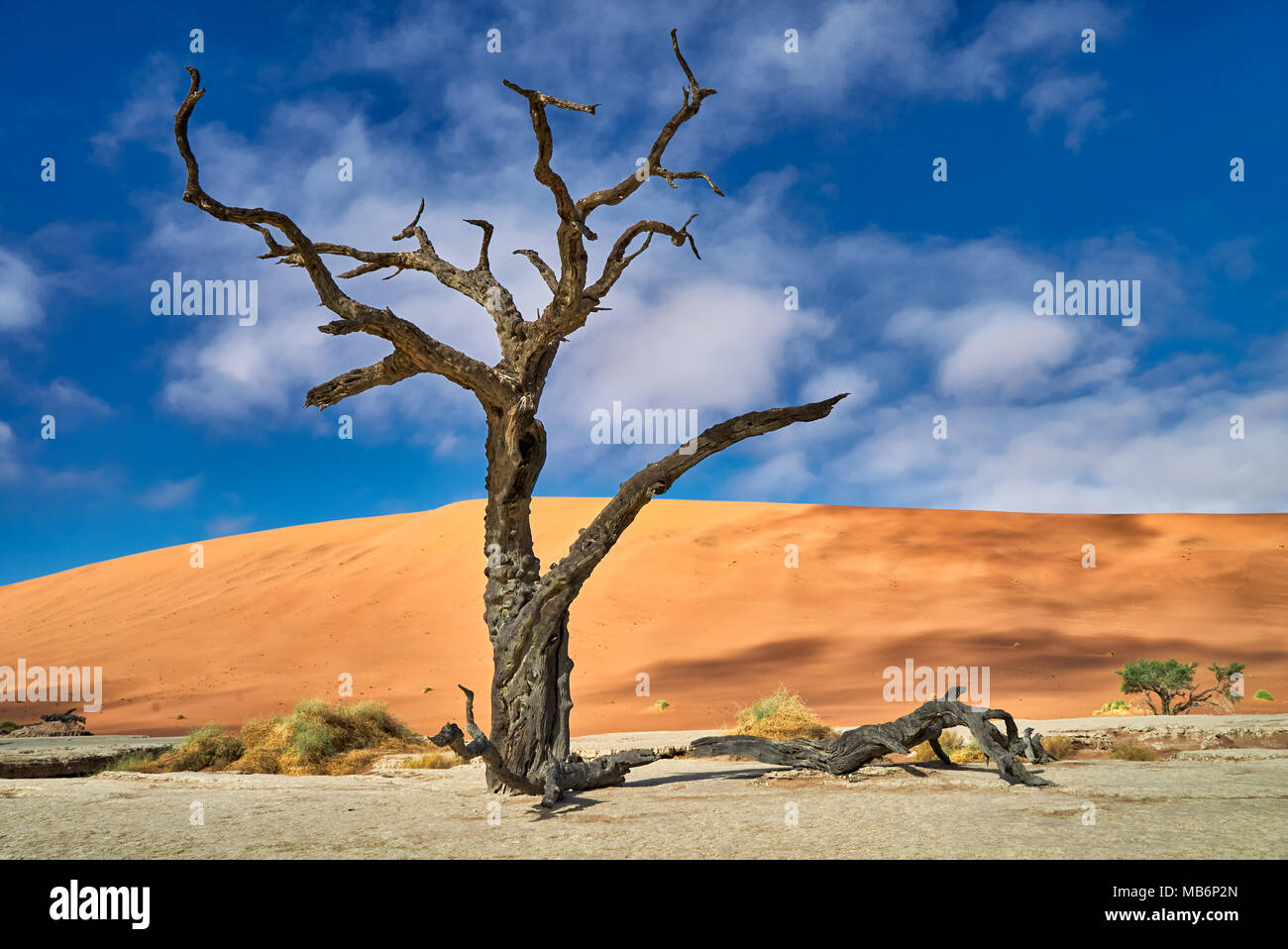 Célèbre Dead Vlei avec dead acacia arbres, paysage désertique du Namib à Sossusvlei, Namib-Naukluft National Park, Namibie, Afrique Banque D'Images