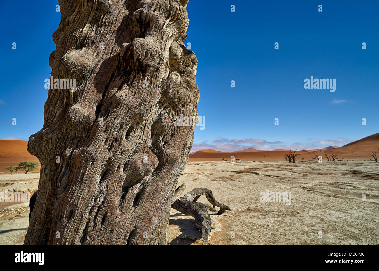 Célèbre Dead Vlei avec dead acacia arbres, paysage désertique du Namib à Sossusvlei, Namib-Naukluft National Park, Namibie, Afrique Banque D'Images