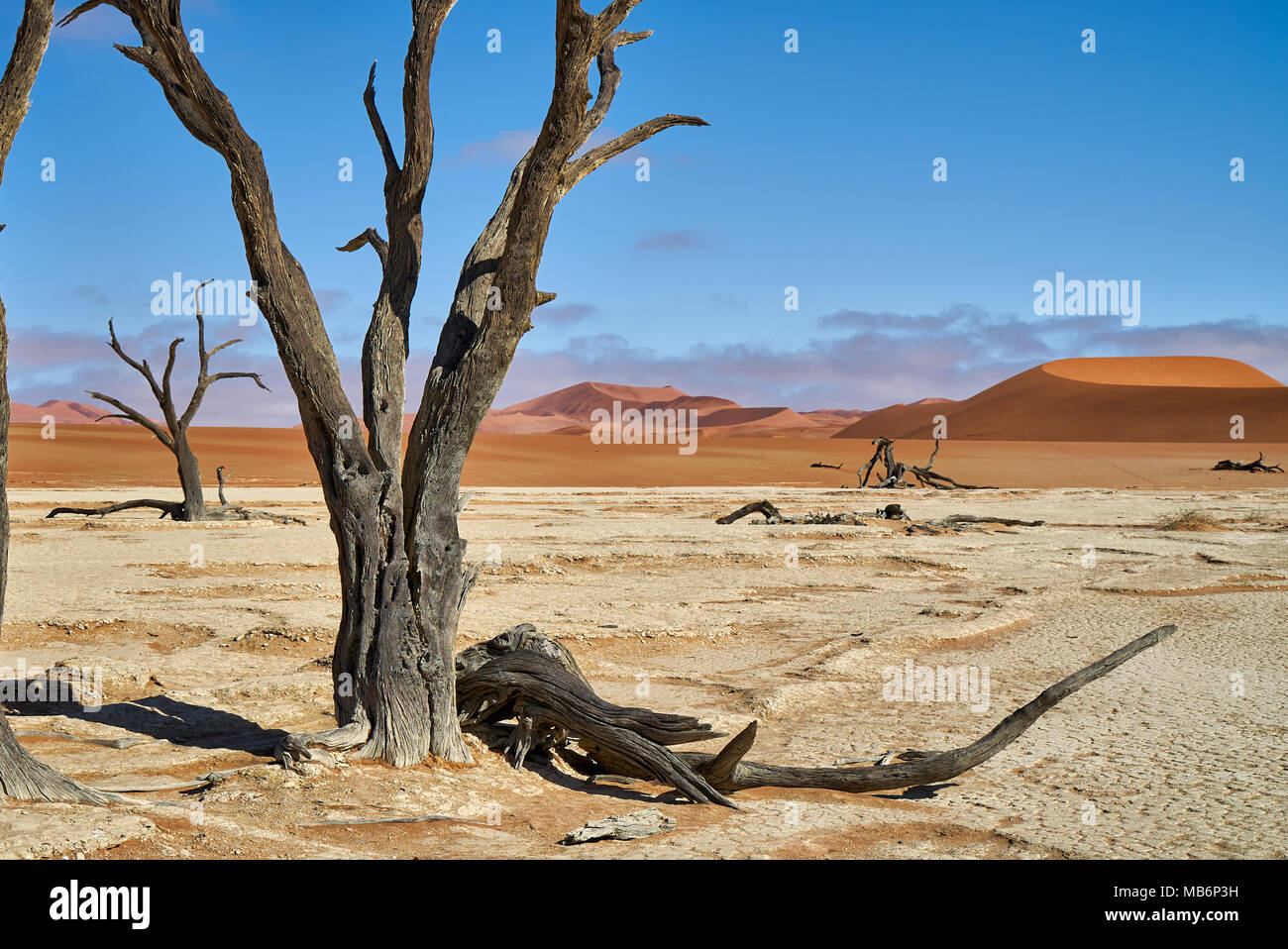 Célèbre Dead Vlei avec dead acacia arbres, paysage désertique du Namib à Sossusvlei, Namib-Naukluft National Park, Namibie, Afrique Banque D'Images