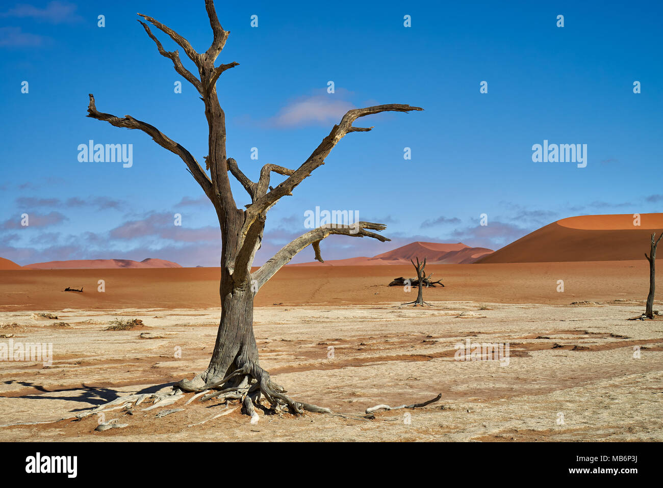 Célèbre Dead Vlei avec dead acacia arbres, paysage désertique du Namib à Sossusvlei, Namib-Naukluft National Park, Namibie, Afrique Banque D'Images