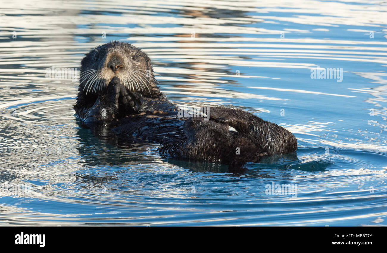 Une loutre de mer s'il mains pliées en prière tout en le frottant pieds ensemble. Banque D'Images