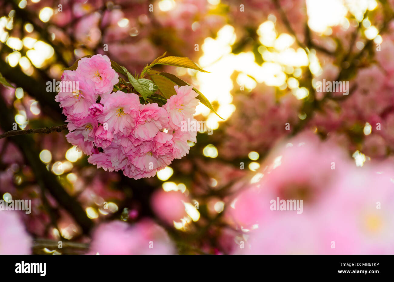 Closeup fleur de cerisier fleurs. beau fond printemps Banque D'Images
