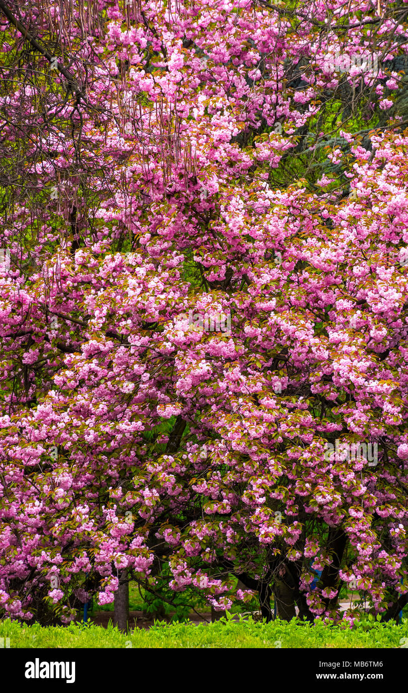 Branches de cerisier en fleurs sur la pelouse dans le parc magnifique fond de printemps. Banque D'Images