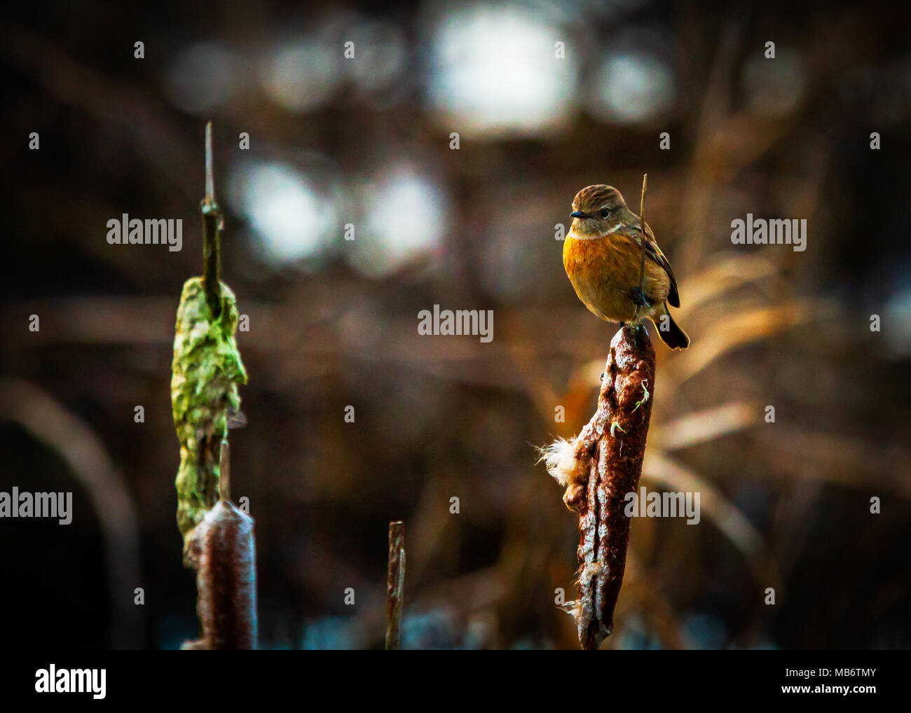 Stonechat femelle Banque D'Images