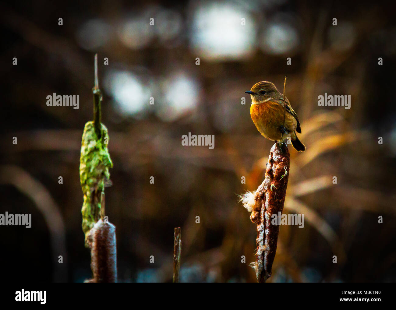 Stonechat femelle Banque D'Images
