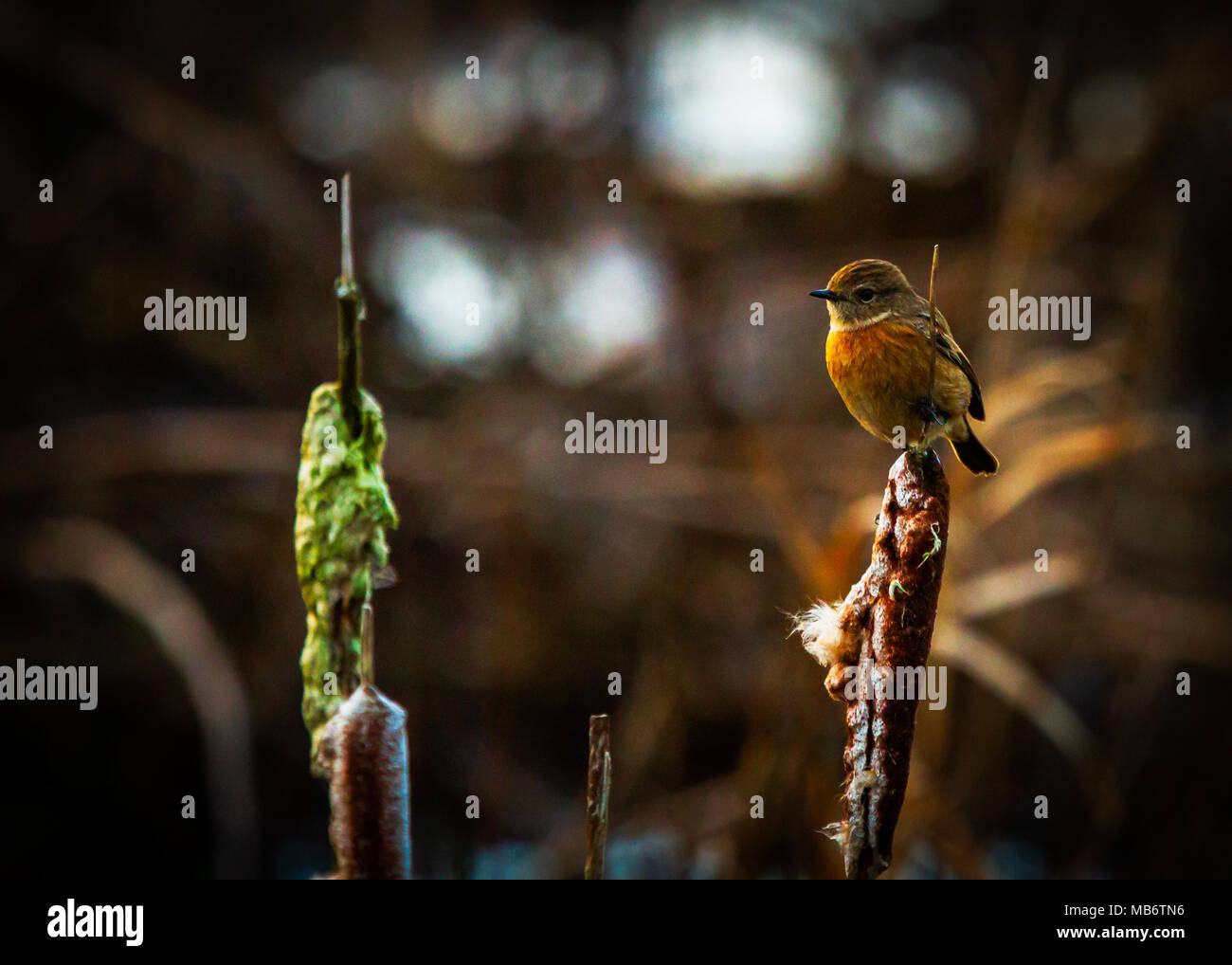 Stonechat femelle Banque D'Images