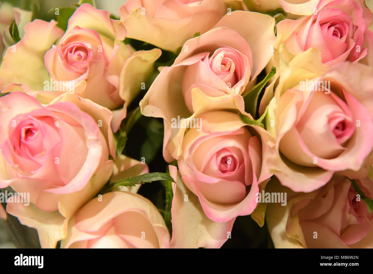 Bouquet de roses roses Banque D'Images