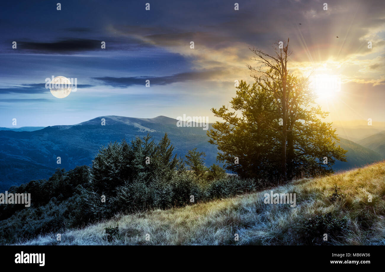Concept de changement du temps de l'arborescence sur le flanc herbeux. joli paysage estival de montagne des Carpates Svydovets ridge avec soleil et lune. Banque D'Images