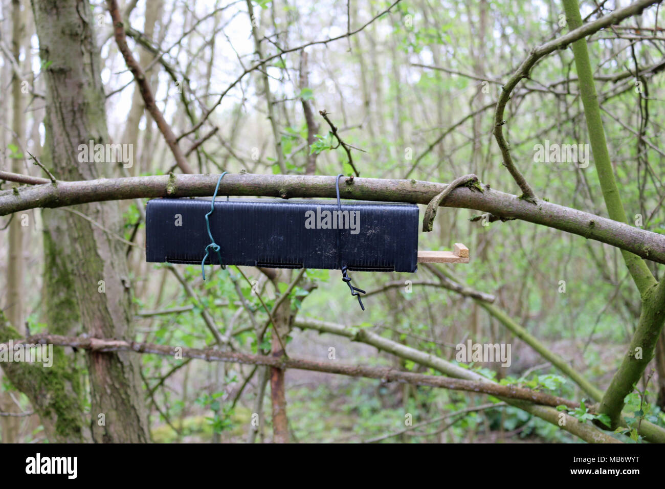 Bois et plastique noir loir (Muscardinus avellanarius) nid sondage tube fort sous une branche d'arbre avec un fond d'arbres forestiers. Banque D'Images
