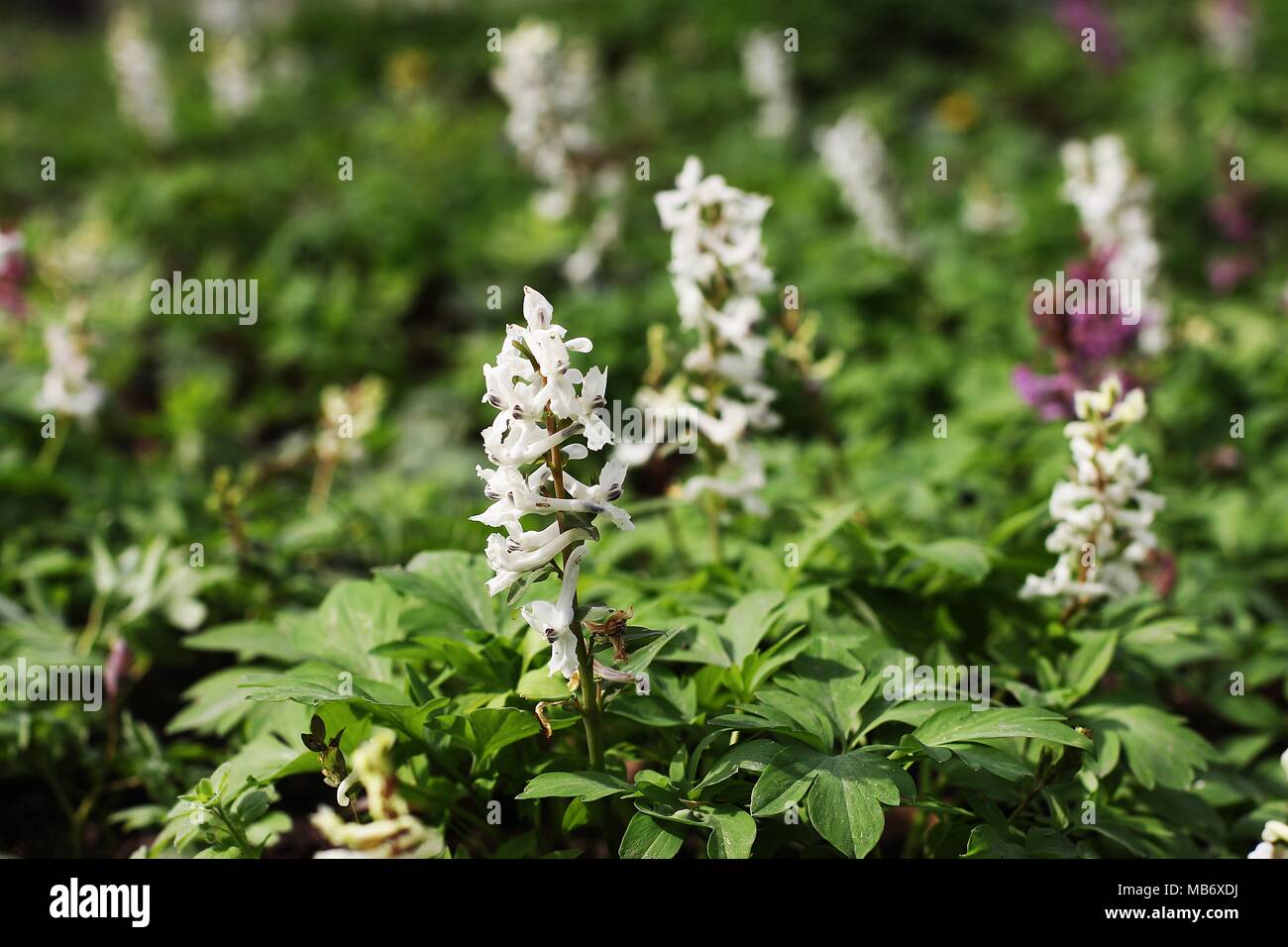 Fleurs blanches de Corydalis cava et Corydalis solida Banque D'Images