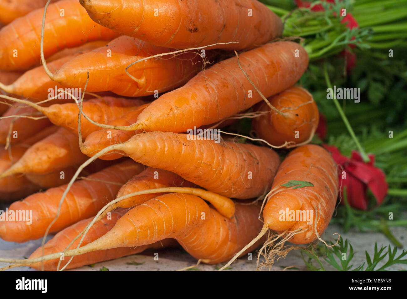 Bouquets de carottes pour la vente à un marché de producteurs Banque D'Images