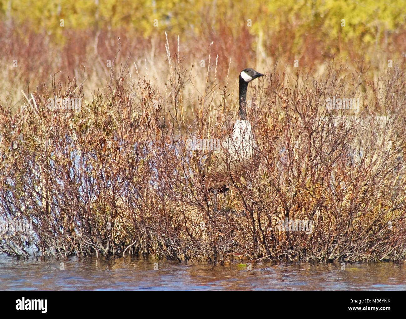 Canada Goose hommes montent la garde sur son site de ponte. Au début du  printemps dans les marais Photo Stock - Alamy