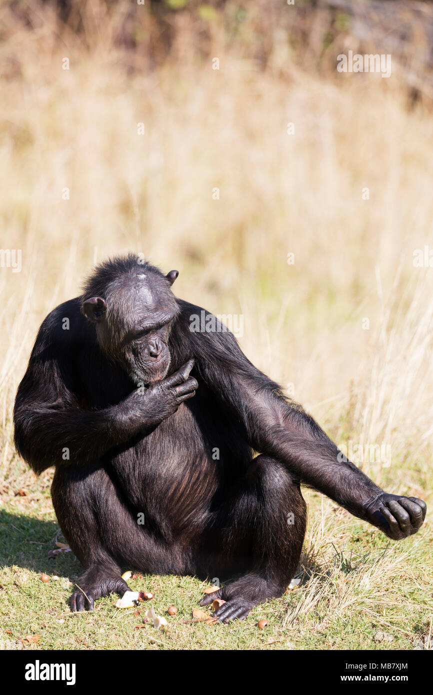 L'Afrique du Sud, Mpumalanga, Jane Goodall chimpanzee sanctuary - Pan troglodytes Banque D'Images