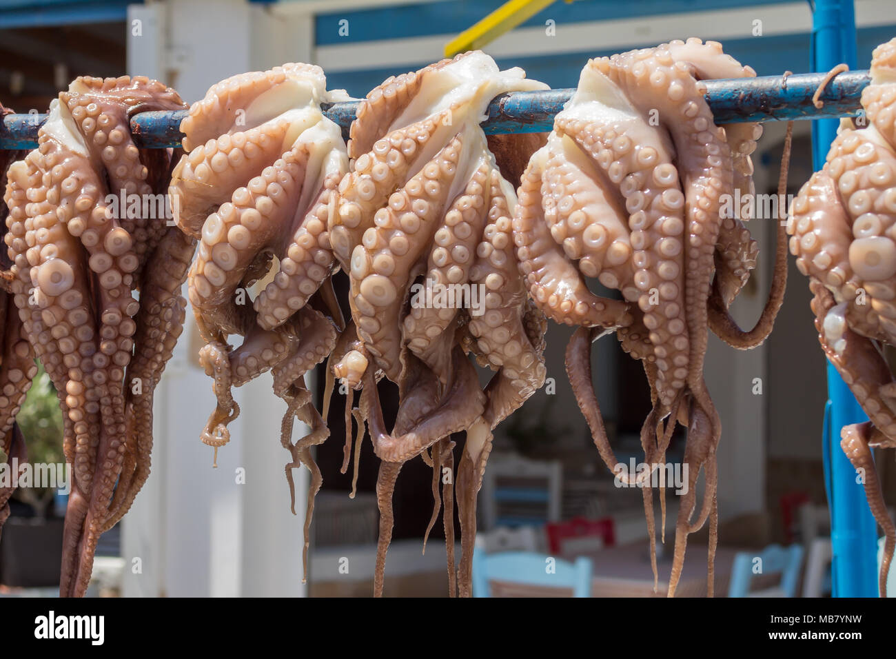 Octopuses Octopoda Banque De Photographies Et D Images A Haute Resolution Alamy