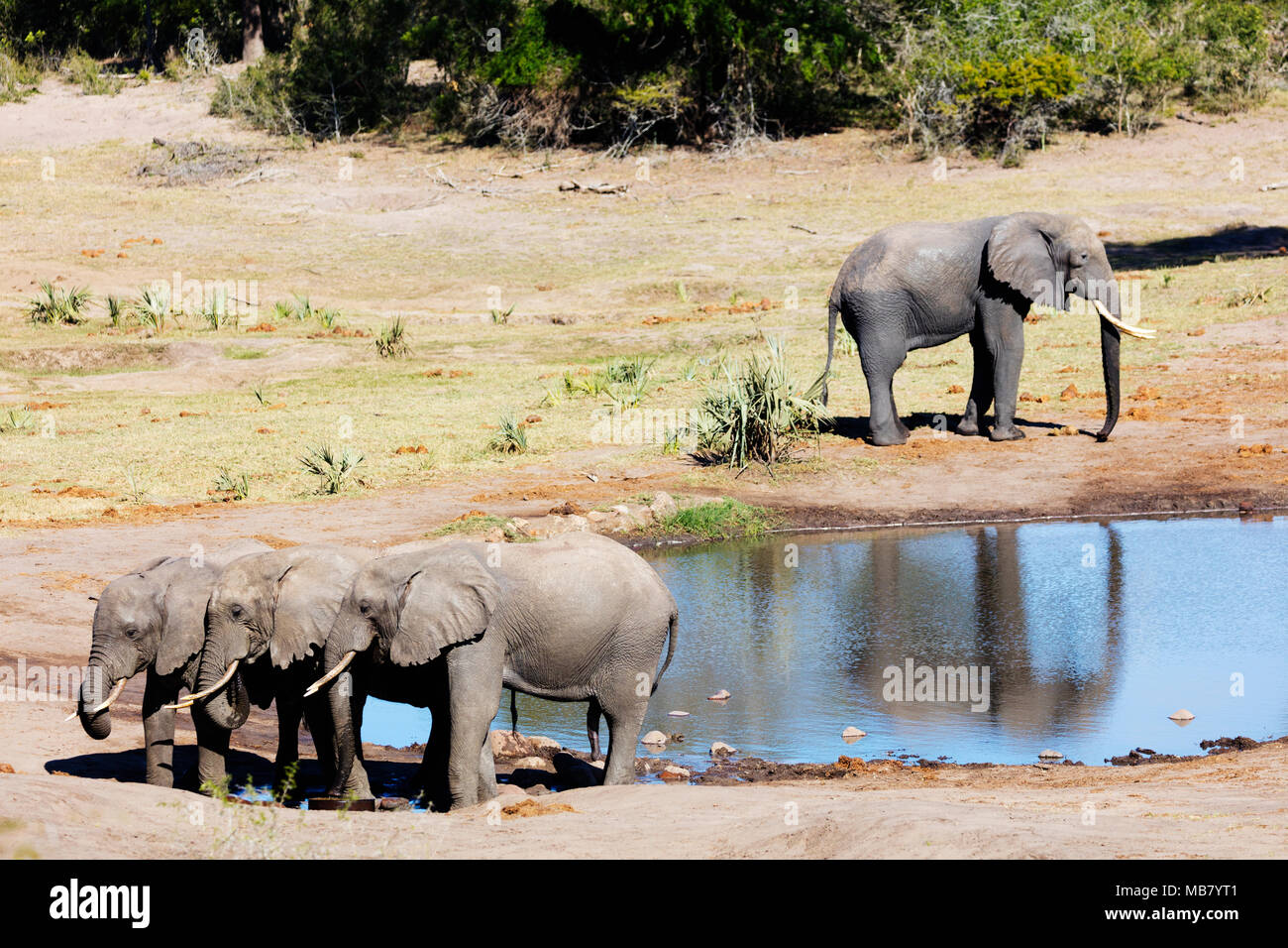 L'Afrique du Sud, Kwazulu-Natal, Tembe Elephant Park, l'éléphant d'Afrique, Loxodonta Africana Banque D'Images