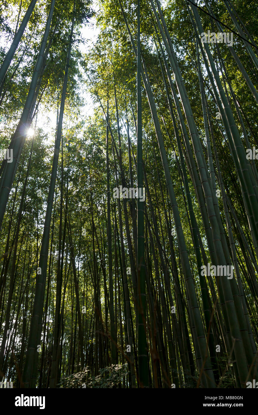 Forêt de bambou à Arashhiyama dans le district de Kyoto, Japon Banque D'Images