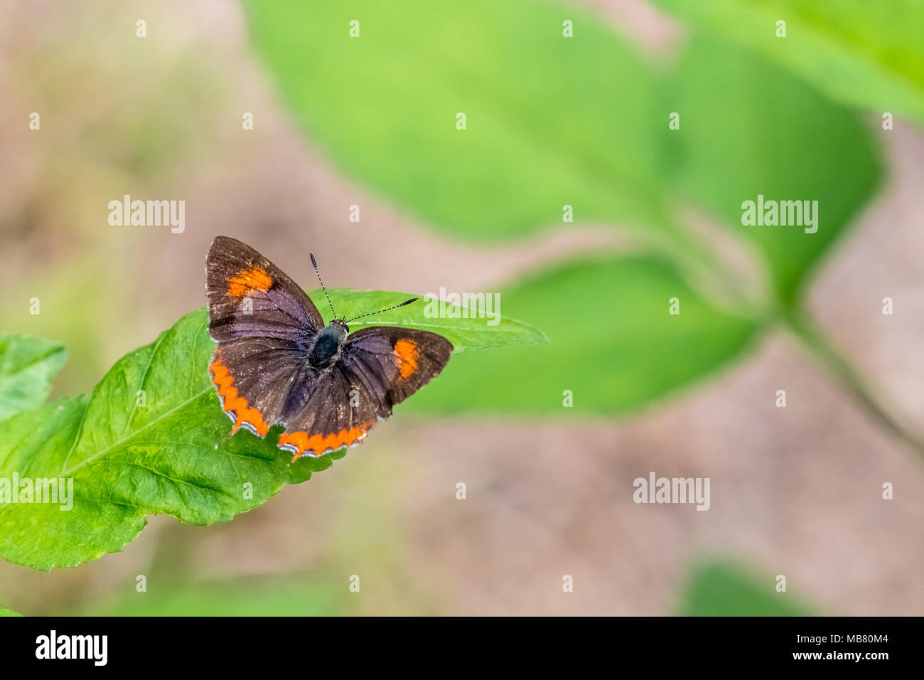 Saphir violet perching on plant Banque D'Images