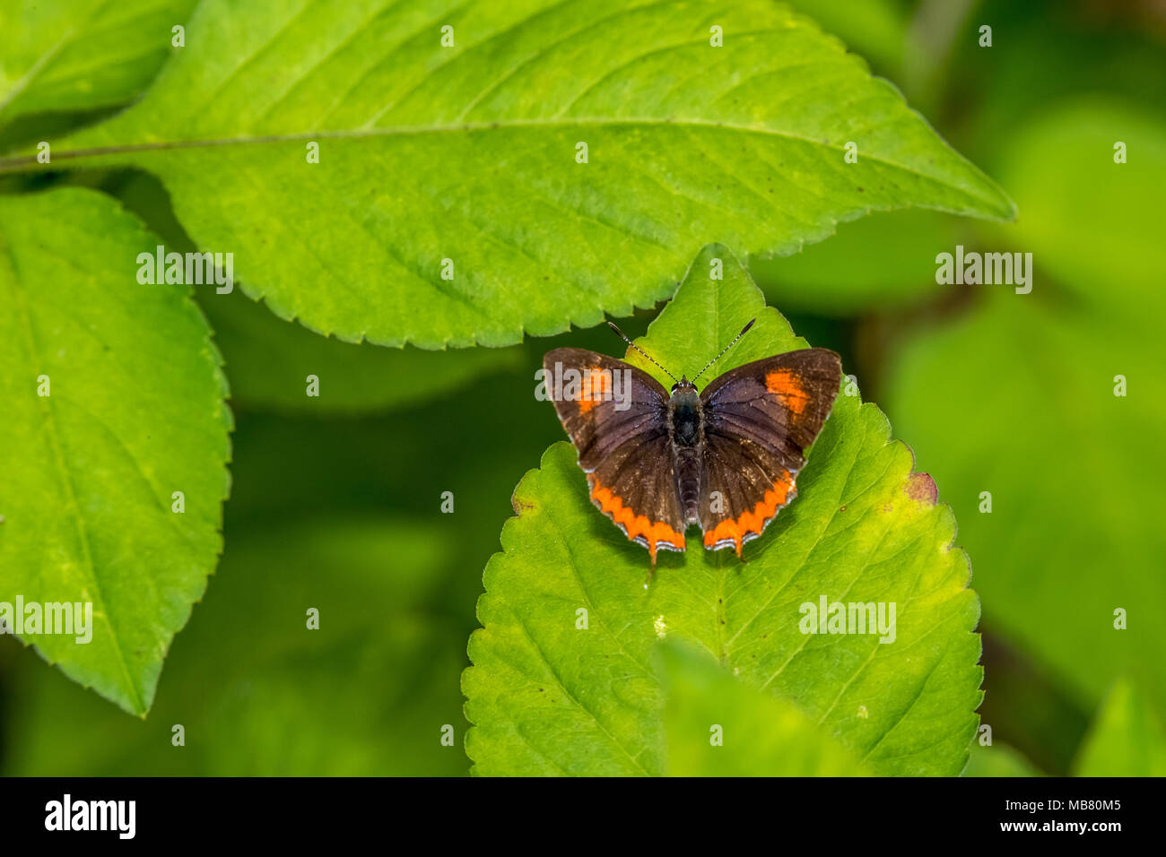 Saphir violet perching on plant Banque D'Images
