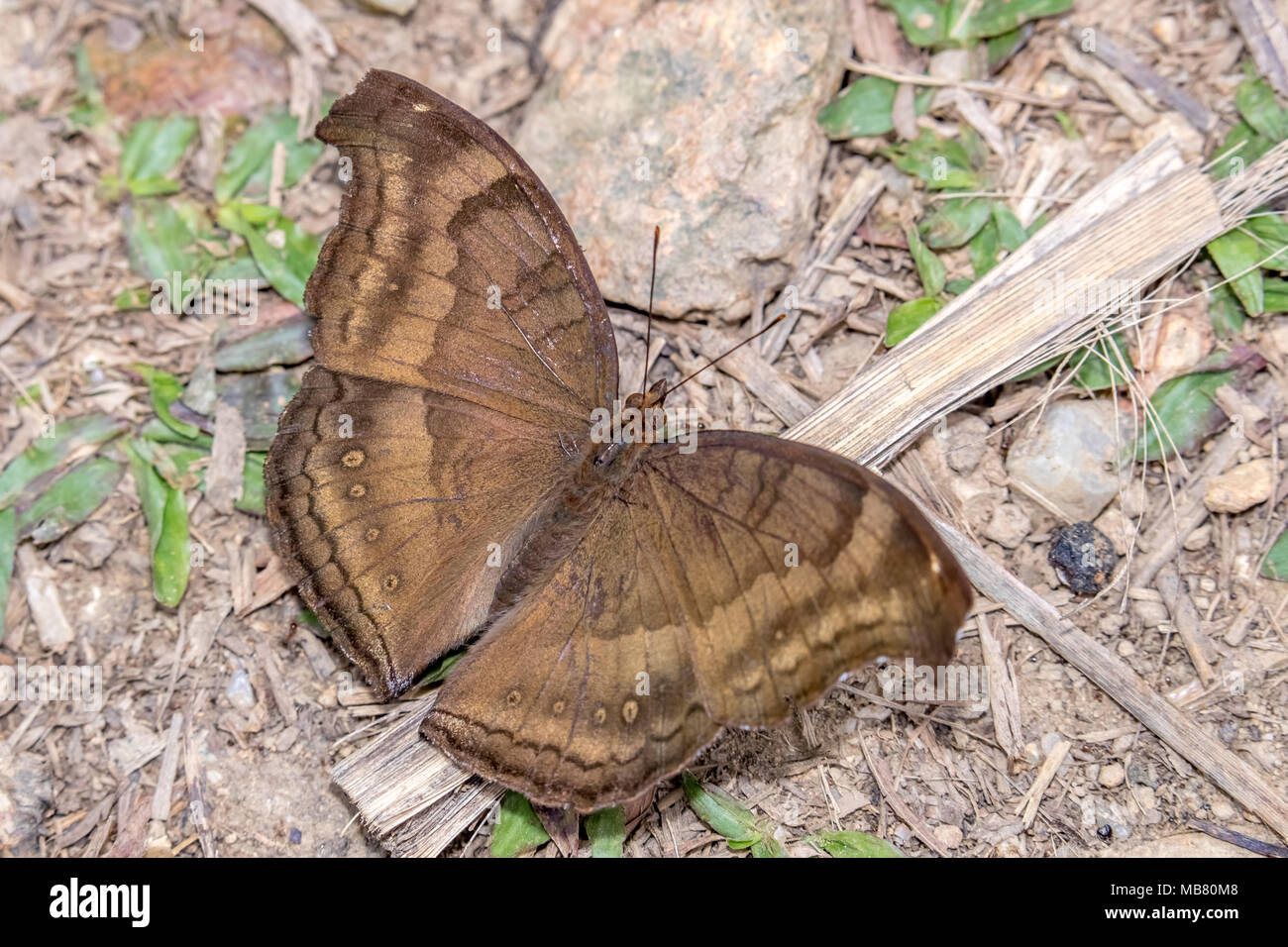 Junonia iphita Pansy (chocolat) perching on ground Banque D'Images