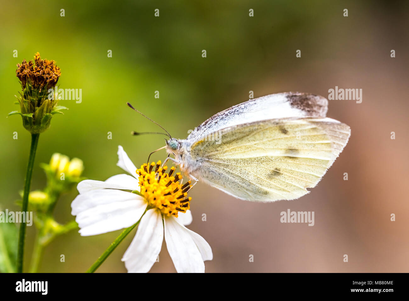 Chou indien White (Pieris canidia) perching on plant Banque D'Images