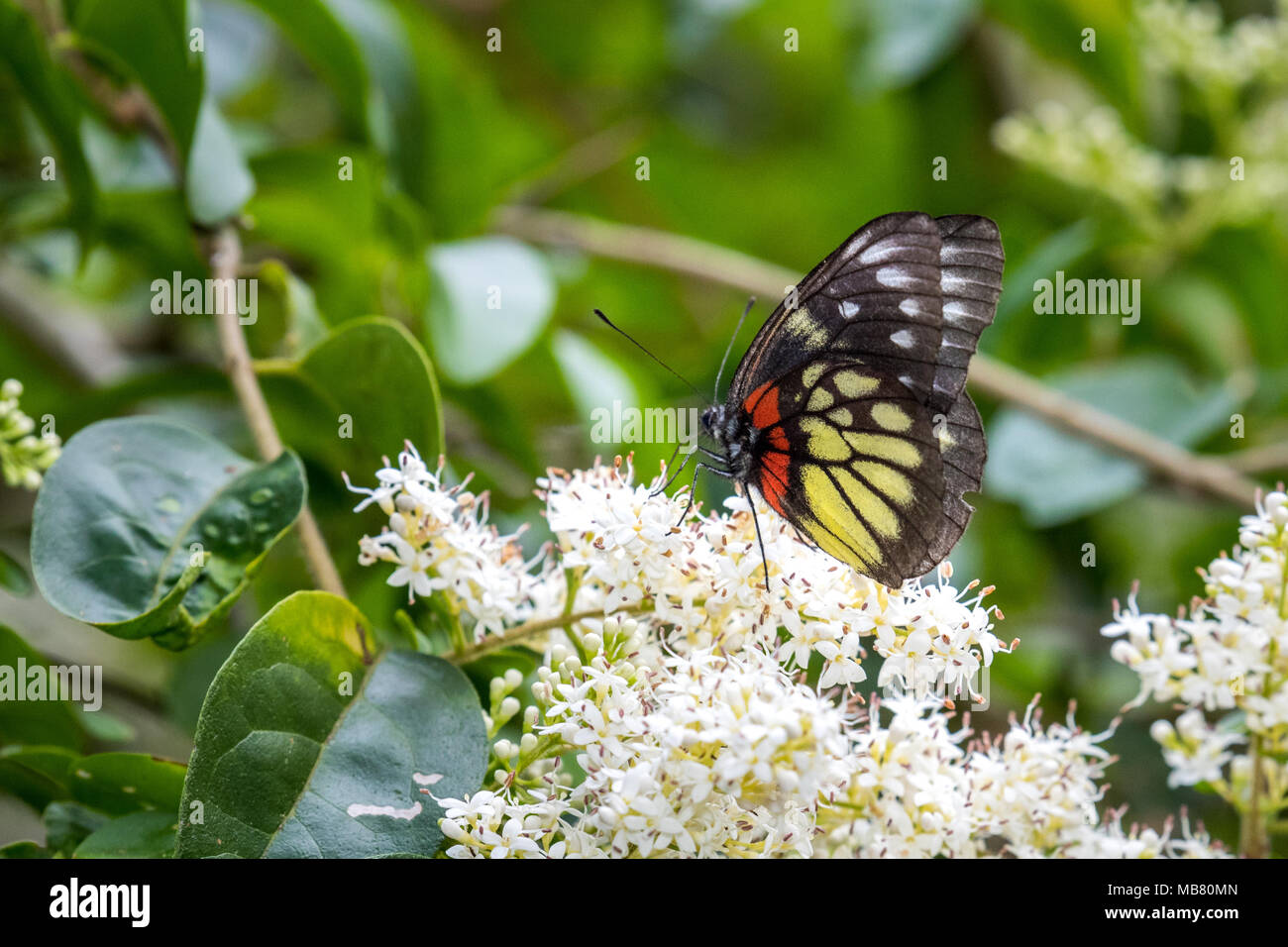 Red-base Jézabel (pasithoe Delias) perching on plant Banque D'Images