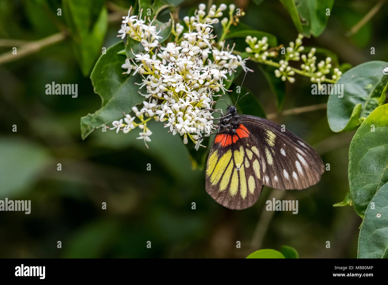 Red-base Jézabel (pasithoe Delias) perching on plant Banque D'Images