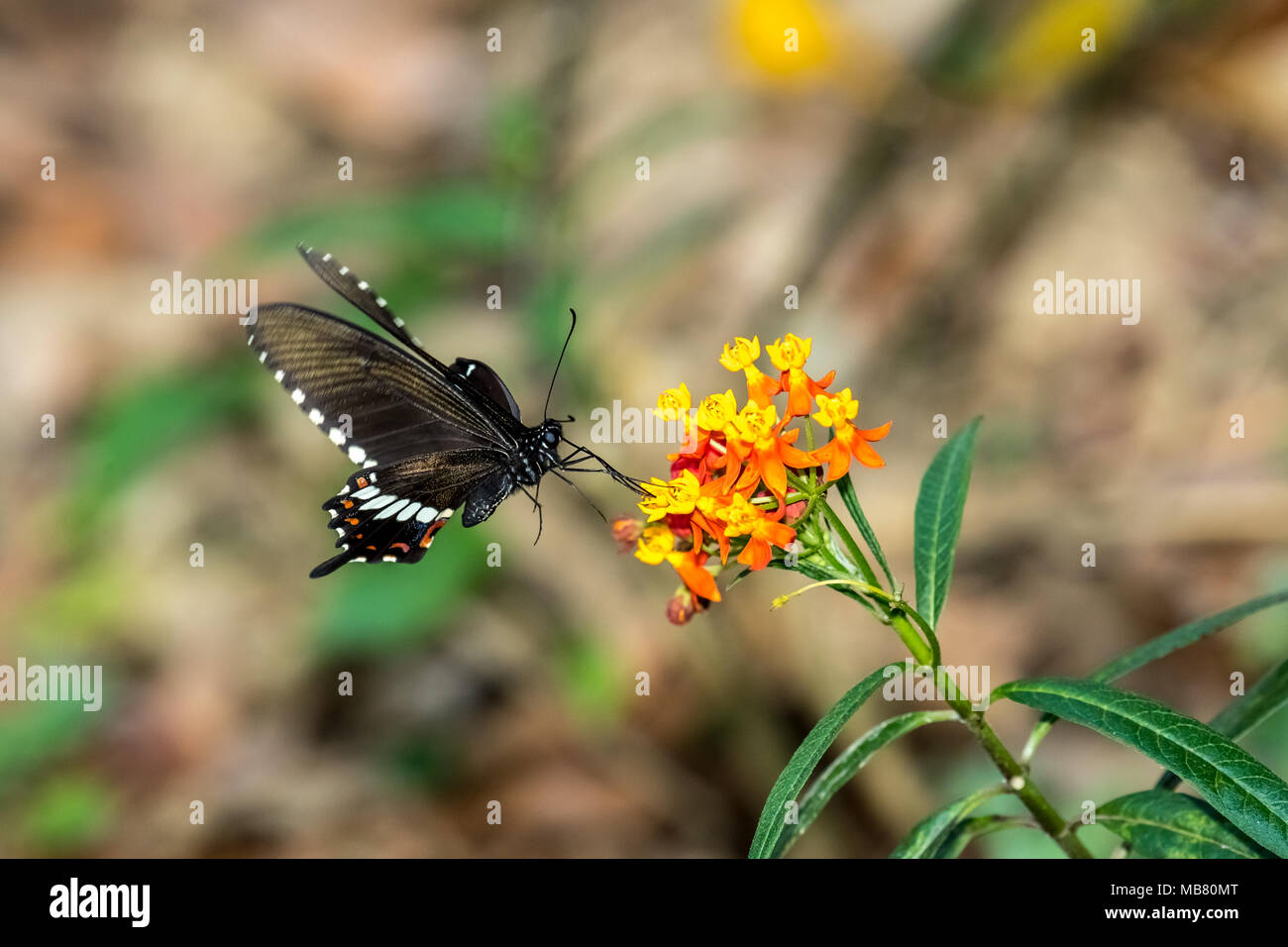 Mormon Papilio polytes (commun) sur la consommation Banque D'Images