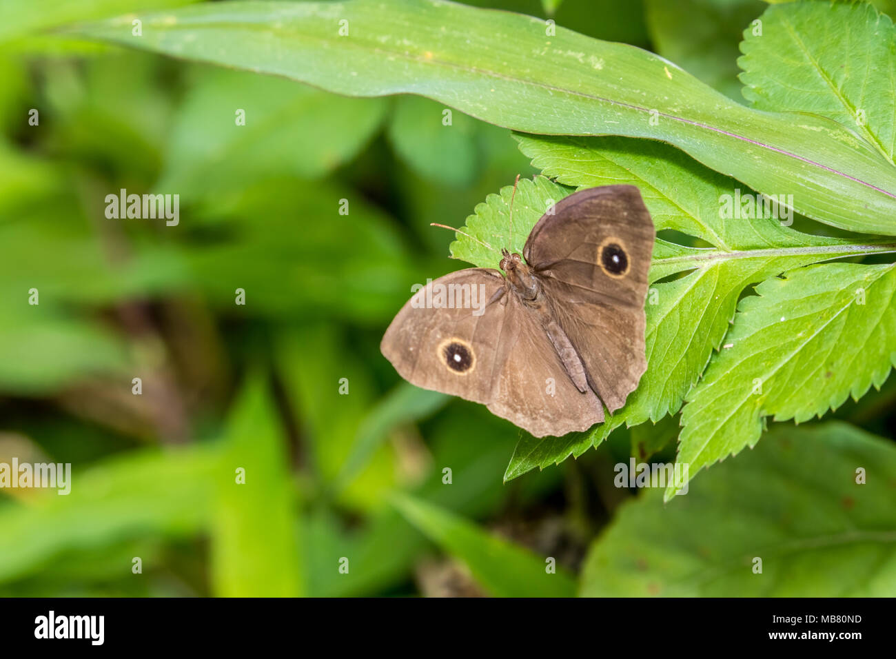 Dark-marque Brown (Mycalesis mineus) perching on plant Banque D'Images