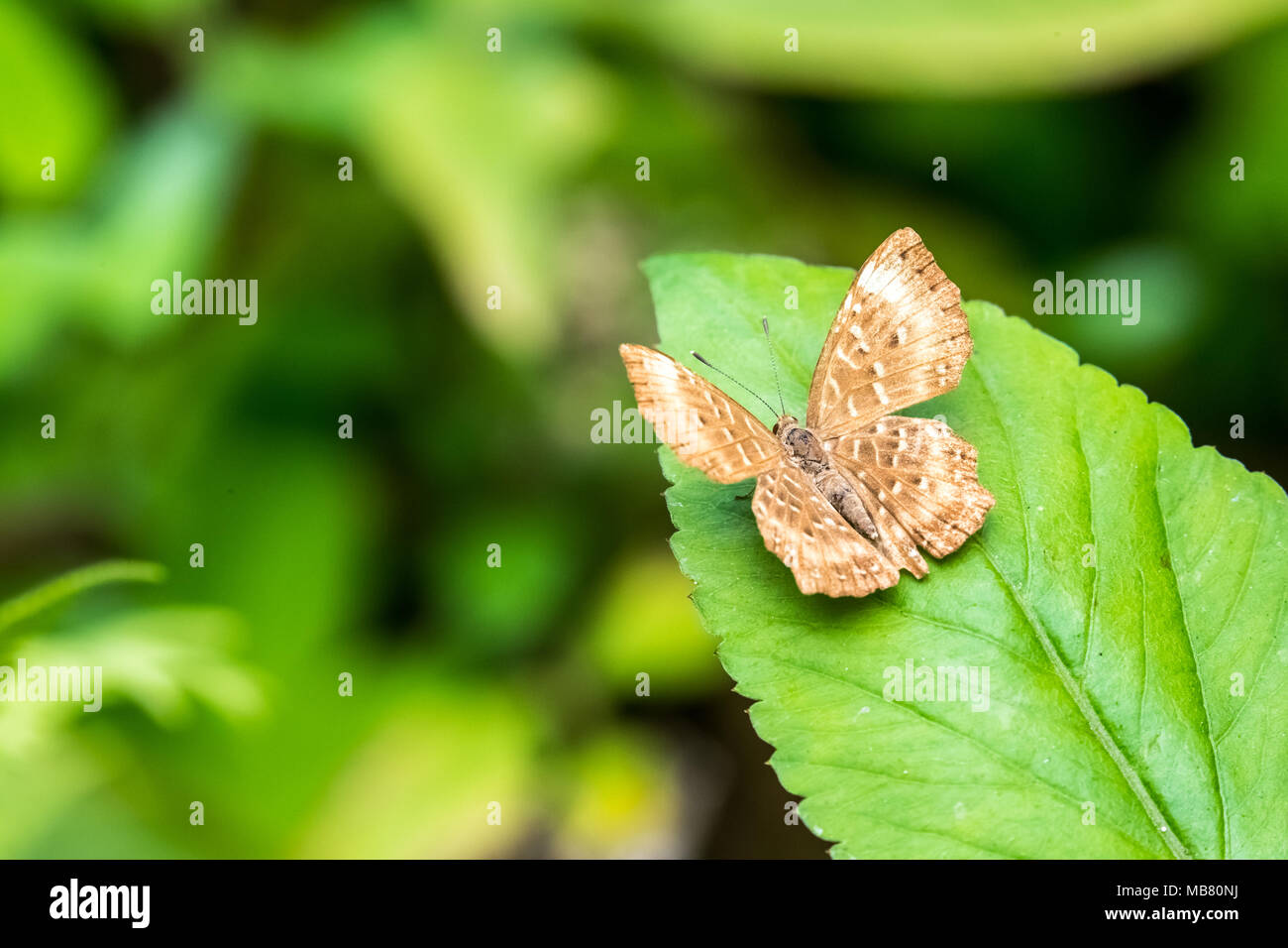 Zemeros polichinelle (flegyas) perching on plant Banque D'Images