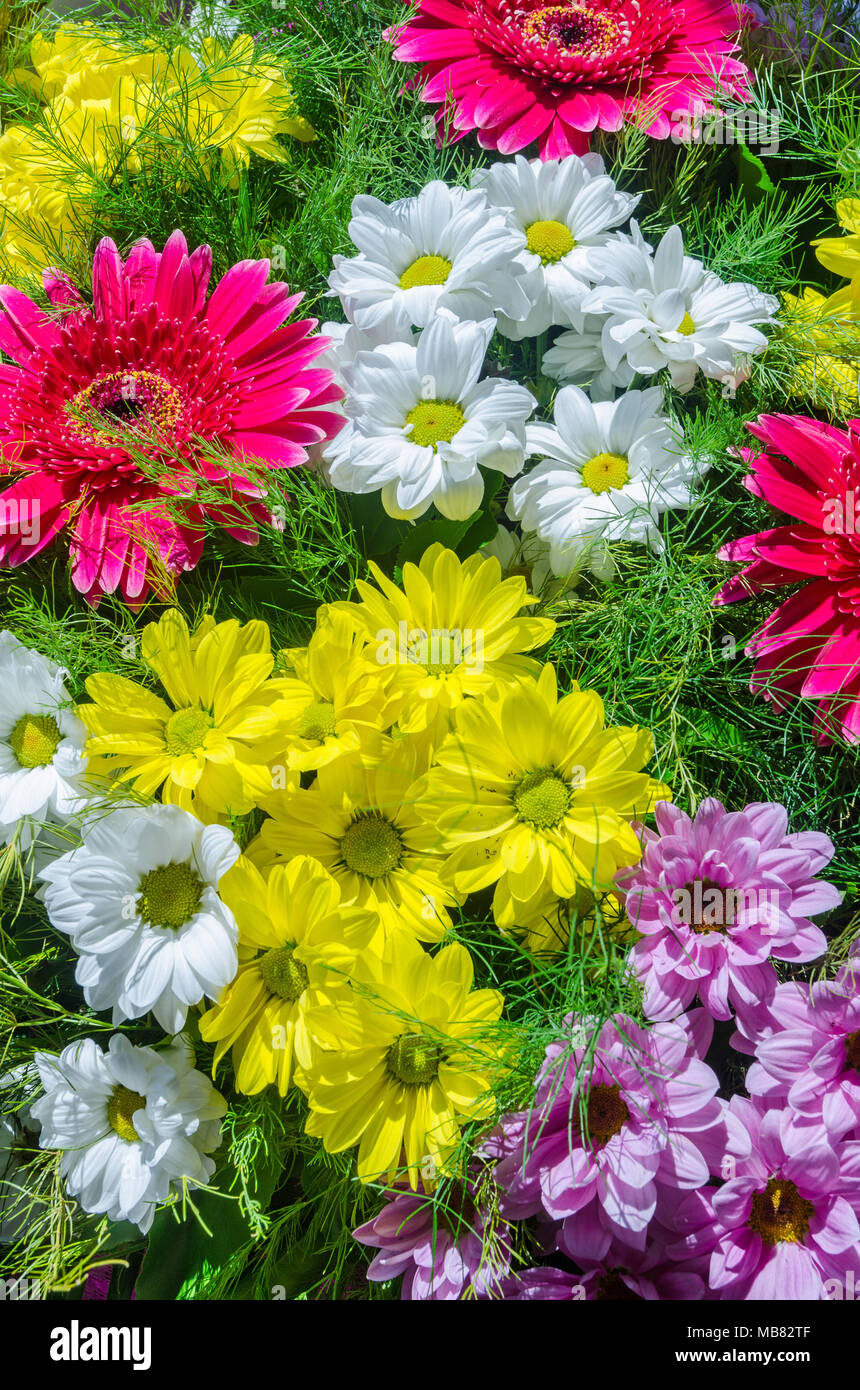 Composition florale colorée et rayonnante Banque D'Images
