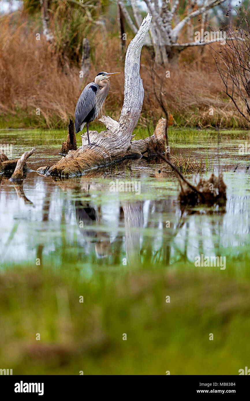 Héron debout sur arbre mort dans le marais de st bouton. Andrews State Park, Panama City, Floride Banque D'Images