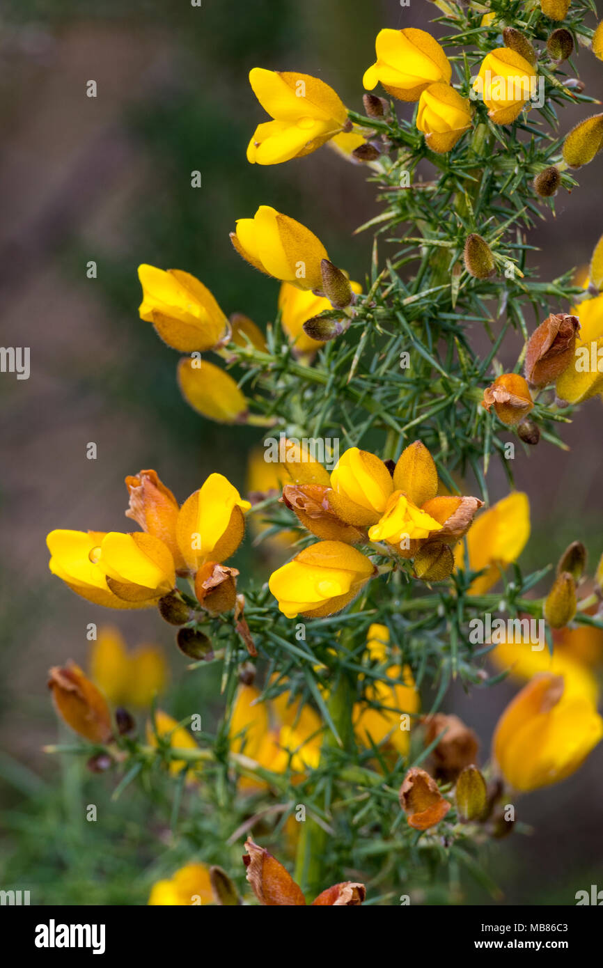 Les fleurs jaune vif d'un bush ajoncs au début du printemps. Fleurs et  arbustes sauvages dans la campagne anglaise. Bourgeons et fleurs aux  couleurs vives Photo Stock - Alamy