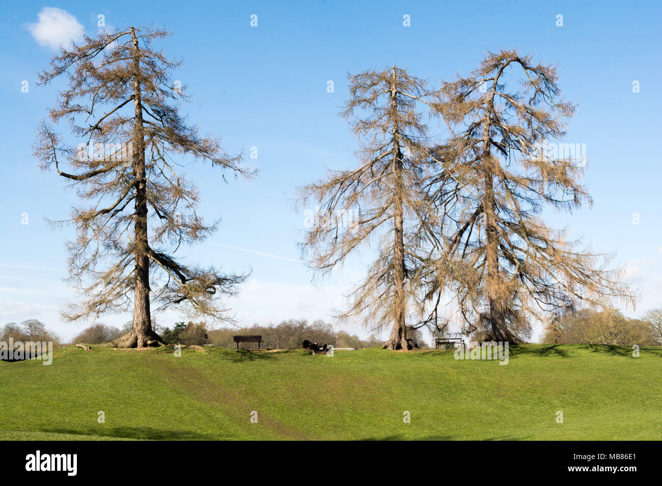 Paysage d'un parc public à St Albans, Angleterre Banque D'Images