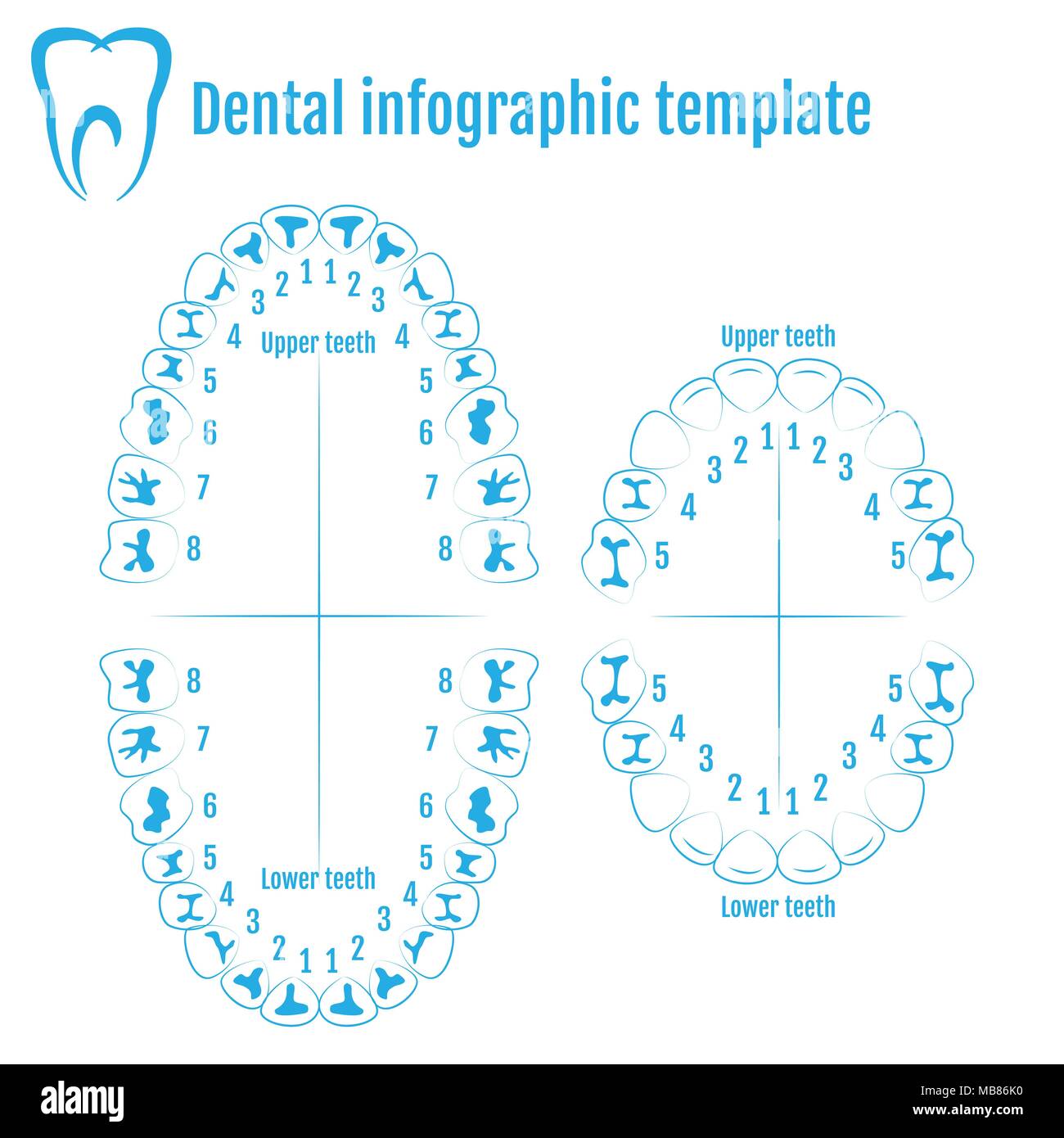 Les droits de l'orthodontiste l'anatomie des dents vecteur avec numérotation des dents d'un adulte et un enfant. Medical Dental infographic template Illustration de Vecteur