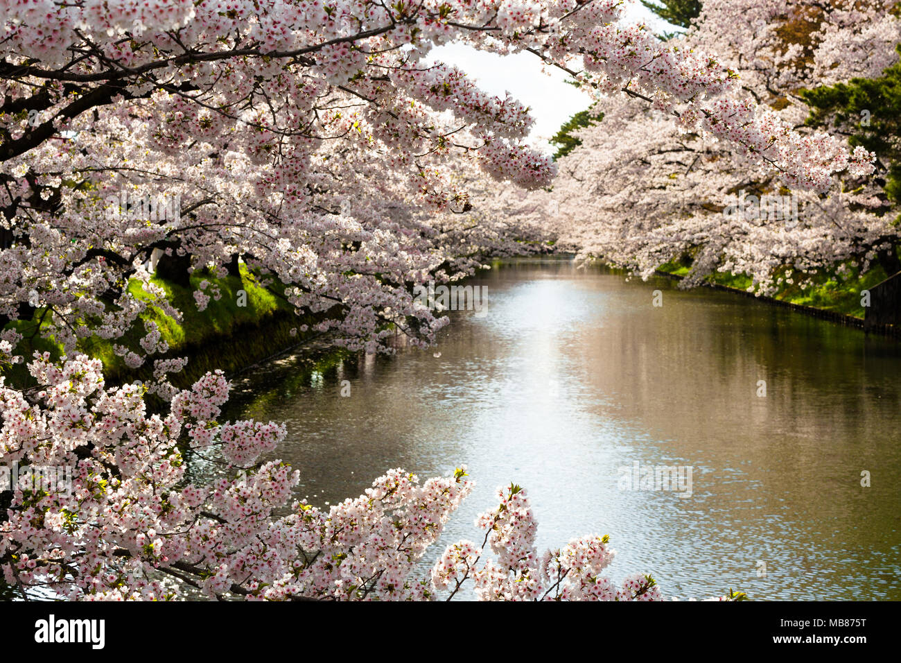 Neige et Sakura par la lumière Banque D'Images