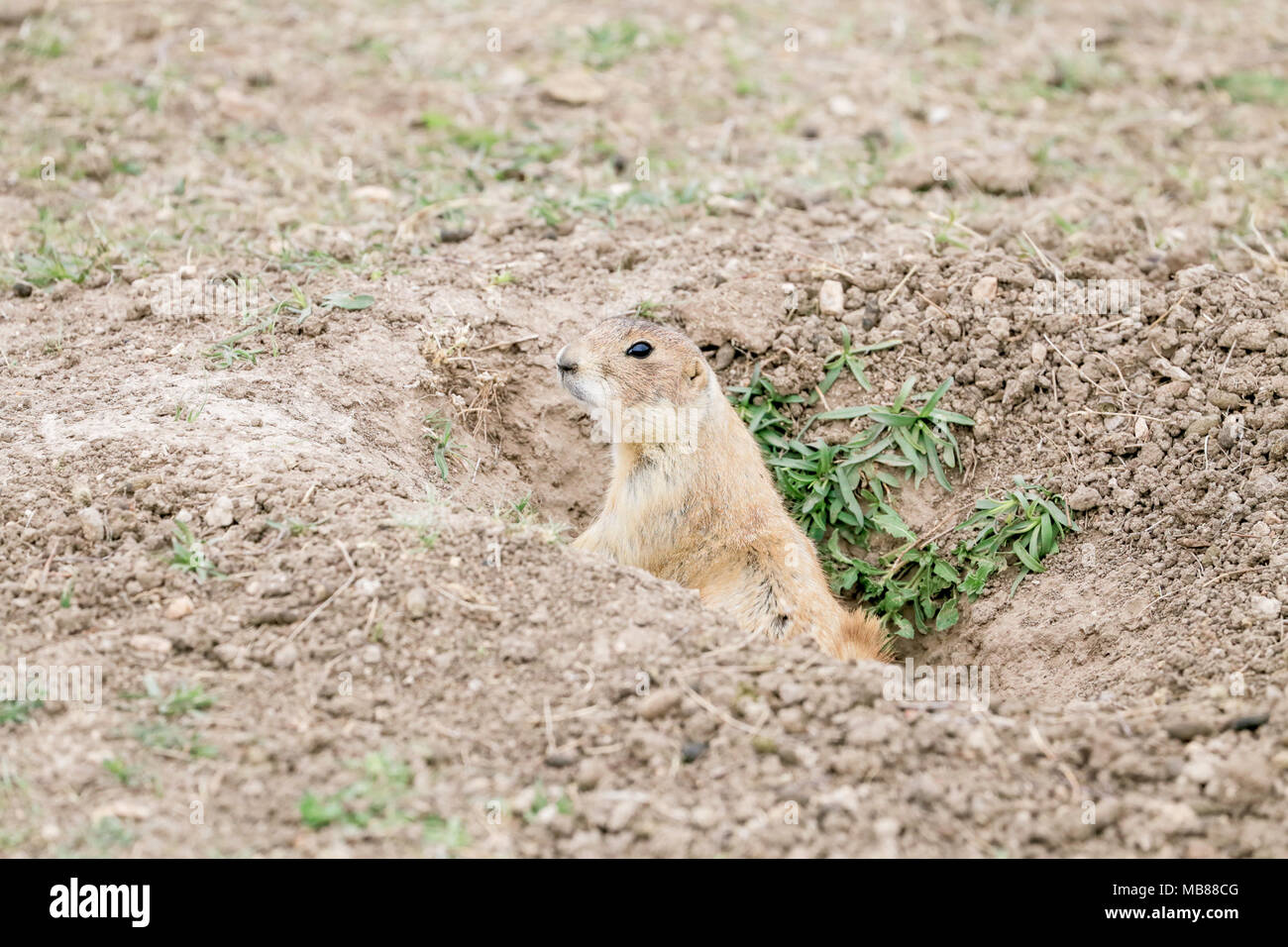 Un chien de prairie est un sommet de son ensemble me regarder. Banque D'Images Un chien de prairie est un sommet de son ensemble me regarder. Banque D'Images